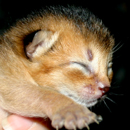 KittenTawny